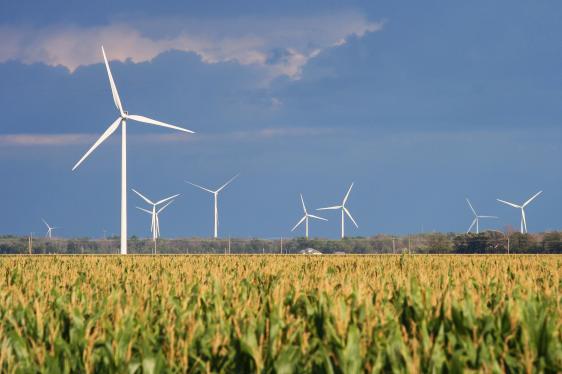 Windmills over corn